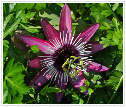 Passion Flower, NYBG ©
