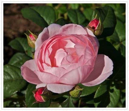Pink English Rose, NYBG ©