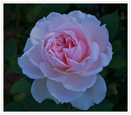 Pink Rose, NYBG ©