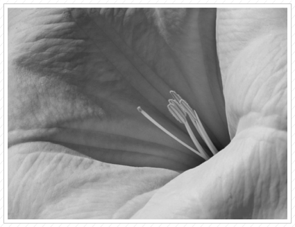 Trumpet Flower, Ringwood ©