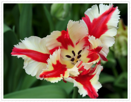 Parrot Tulip, NYBG