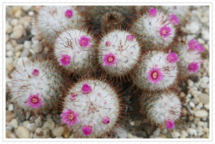 Little Cactus Flowers, NYBG