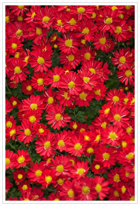 Red Mums, NYBG ©