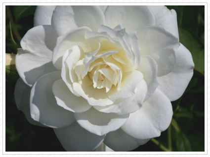 White Rose, NYBG