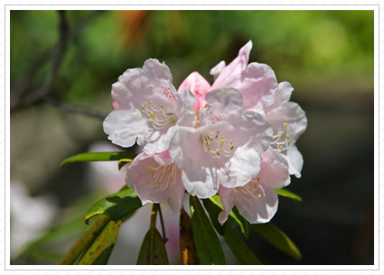 Rhododendron, Skylands ©