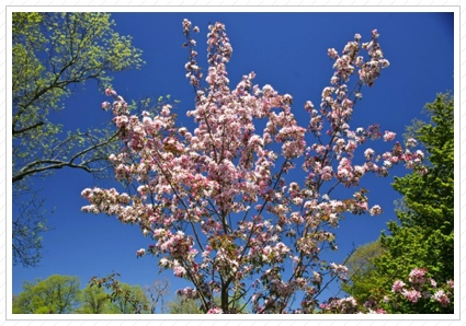 Apple Blossoms, Skylands ©