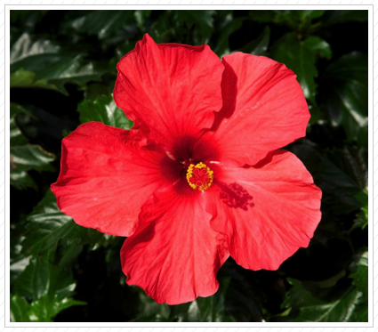 Red Hibiscus, Longwood Garden ©