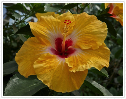 Yellow Hibiscus, Longwood Garden ©