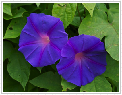 Purple Morning Glory, Longwood Garden ©