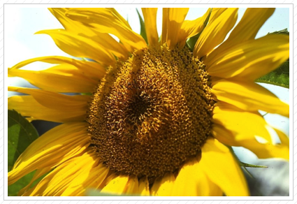 Sunflower, Hillsdale ©