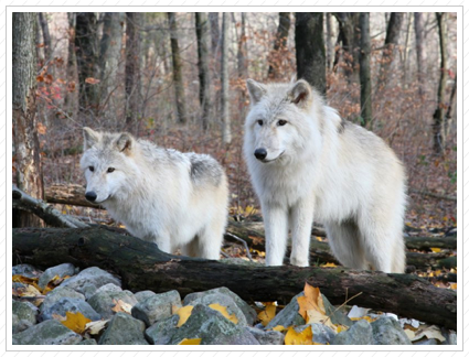 Arctic Wolves I