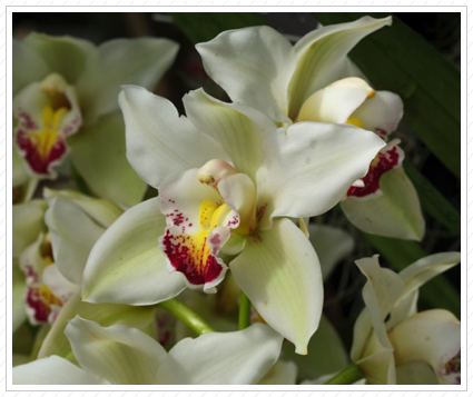 White Orchid, NYBG ©