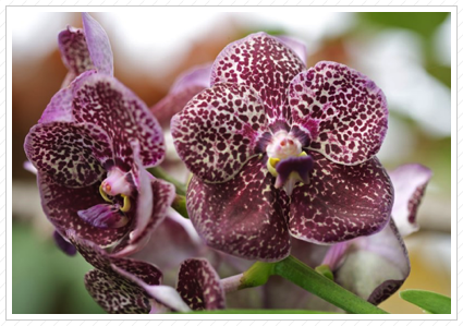 Purple Orchid, NYBG ©