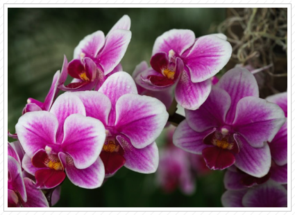Orchids, NYBG