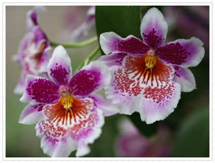Orchid, NYBG ©