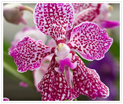 Orchid, NYBG