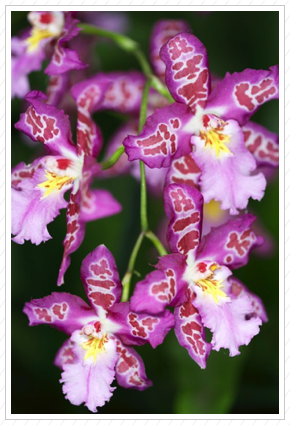 Purple Orchids, NYBG ©
