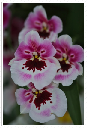 Pink & White Orchids, NYBG ©