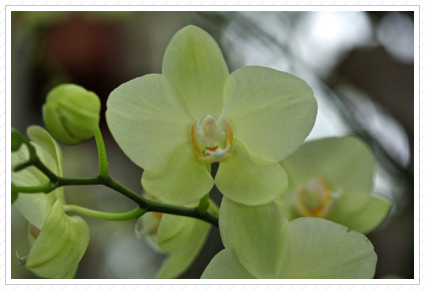 Green Orchid, NYBG ©