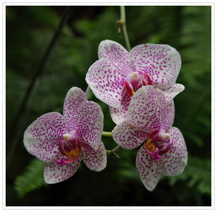 Pink & White Orchid, Longwood Garden ©