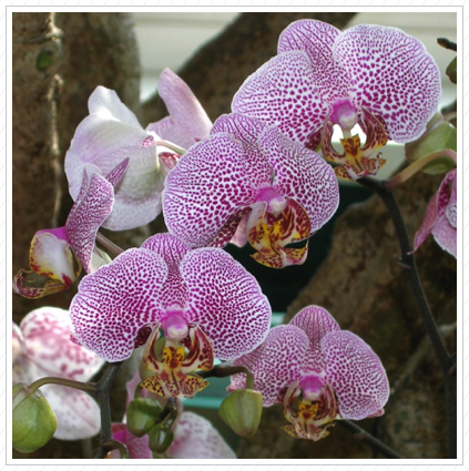 Orchids, NYBG ©