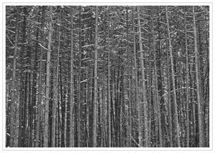 Pines in the Snow © 