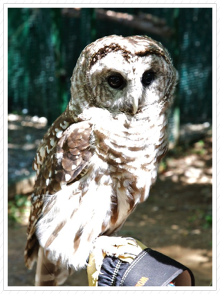 Barred Owl, Wilmington