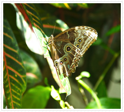 Key West Butterfly Garden ©