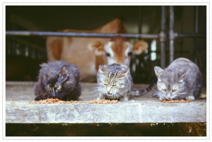Barn Cats, UNH ©