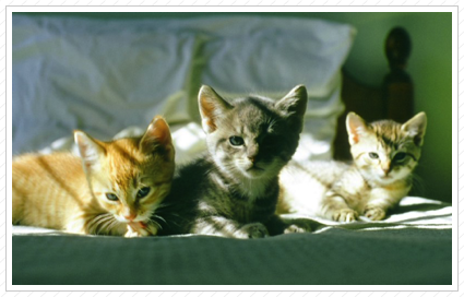 Mother's Kittens ©
