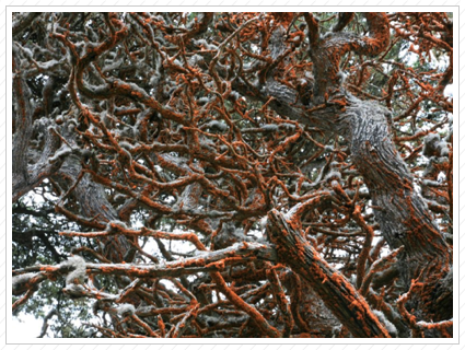 Moss & Fungus on Tree, Pt. Lobos