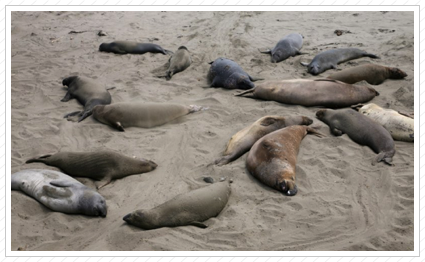 Nap Time, Elephant Seals
