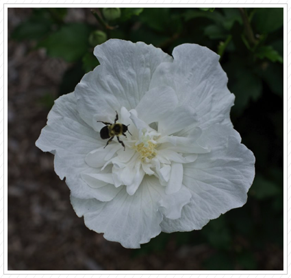  White Rose of Sharon, Claire View ©