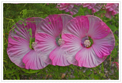  Pink Mallow, Claire View ©