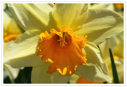 Daffodil, Skylands