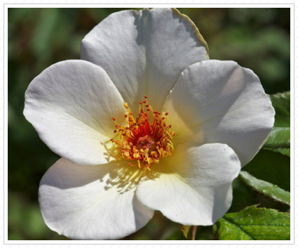 White Rose, NYBG ©