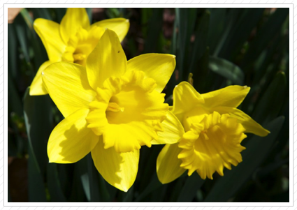 Daffodils, Skylands