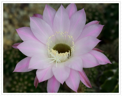 Cactus Flower, NYBG ©