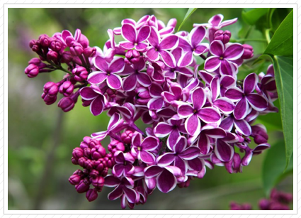 Lilacs, Skylands