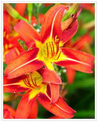 Day Lily, NYBG ©