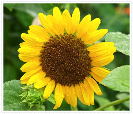 Sunflower, NYBG ©