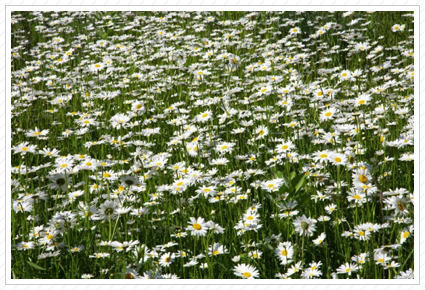 Daisies, Claire View