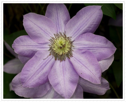 Clematis, NYBG