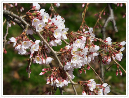 Cherry Blossoms, Skylands