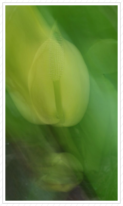 Skung cabbage Flower, Skylands
