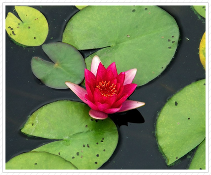 Red Water Lily, NYBG ©
