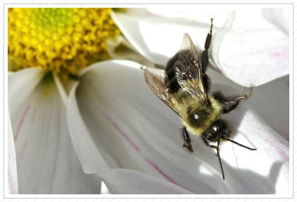 Bee, NYBG © 