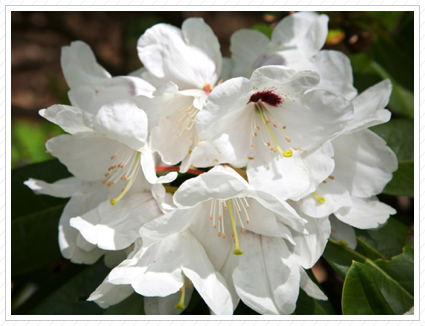 White Rhododendria, Skylands