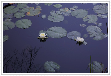 Water Lilies, Beaver Pond ©