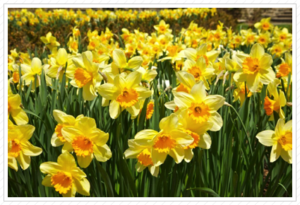 Daffodils, Skylands ©